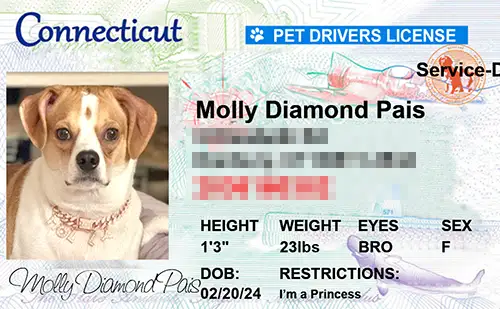 Sample pet ID tag for a dog in Connecticut