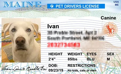 Maine custom dog driver license style ID tag