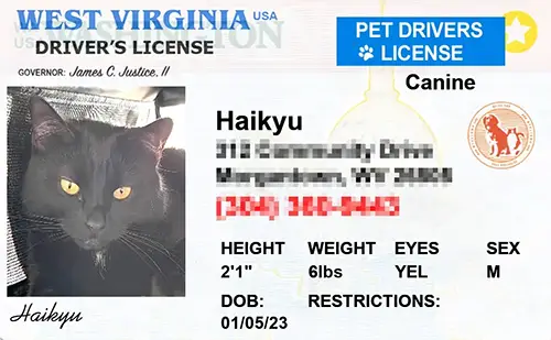 Virginia custom dog driver license style ID tag