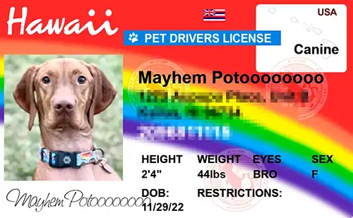 Preview of personalized pet license tag design Hawaii