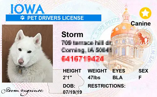 Sample pet ID tag for a dog in Iowa