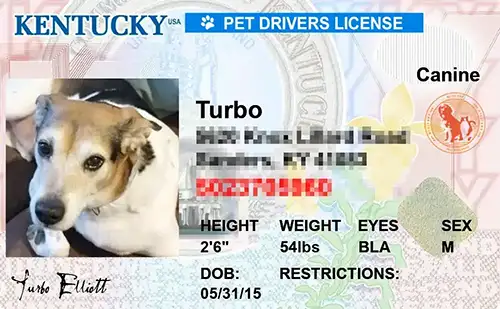 Preview of personalized pet license tag design Kentucky