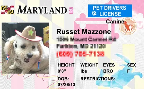 Preview of personalized pet license tag design Maryland