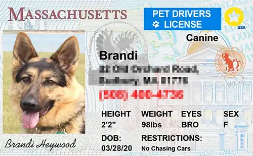 Sample pet ID tag for a dog in Massachusetts