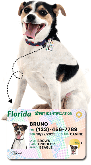 a dog with Pet Driver’s License Tags