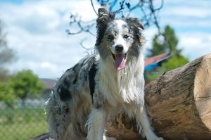 The Importance of Durable and Waterproof Pet ID Tags