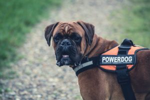Enhancing Pet Safety with Custom Identification Tags