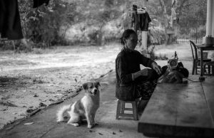 How We Craft Your Pet's Driver's License